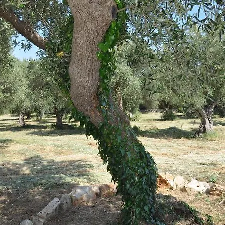 Εξοχικό σπίτι Masseria Costanza *