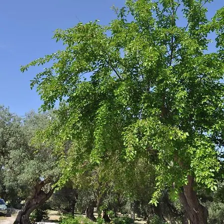 Masseria Costanza Εξοχικό σπίτι *